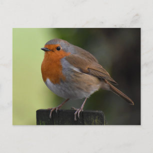 Robin Postkarte