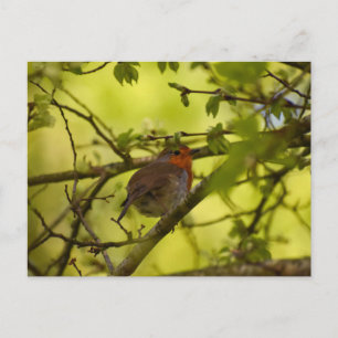 Robin Postkarte