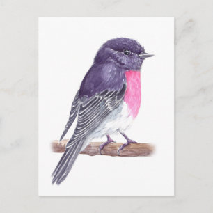 Robin Postkarte