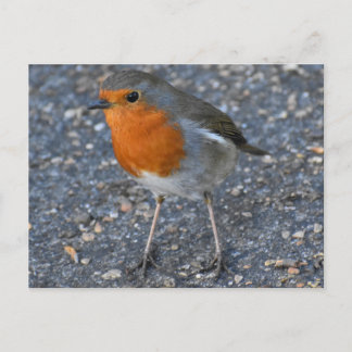 Robin  postkarte
