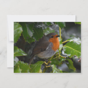 Robin Postkarte