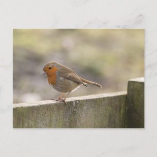 Robin Postkarte