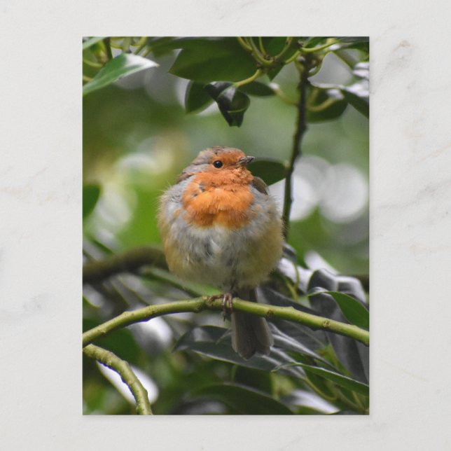 Robin Postkarte (Vorderseite)