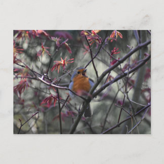 Robin  postkarte