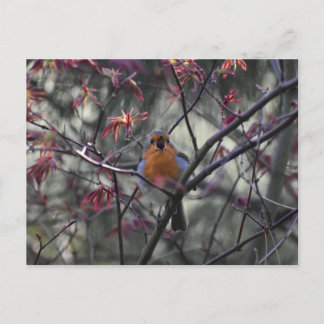 Robin  postkarte
