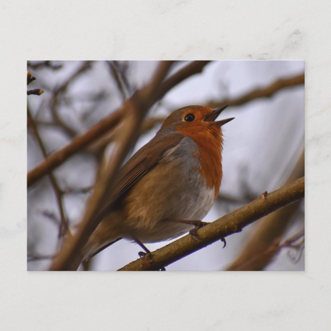 Robin Postkarte (Vorderseite)