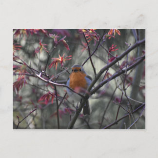Robin  postkarte