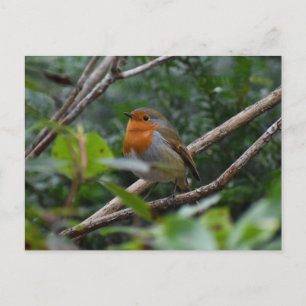 Robin Postkarte