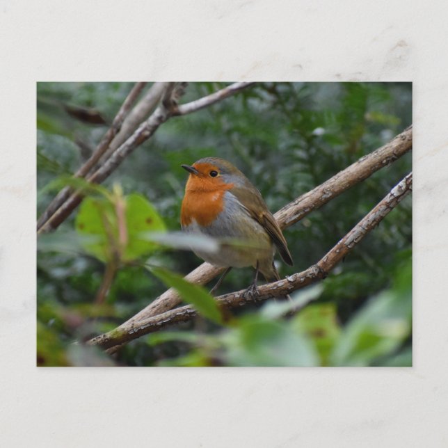 Robin Postkarte (Vorderseite)