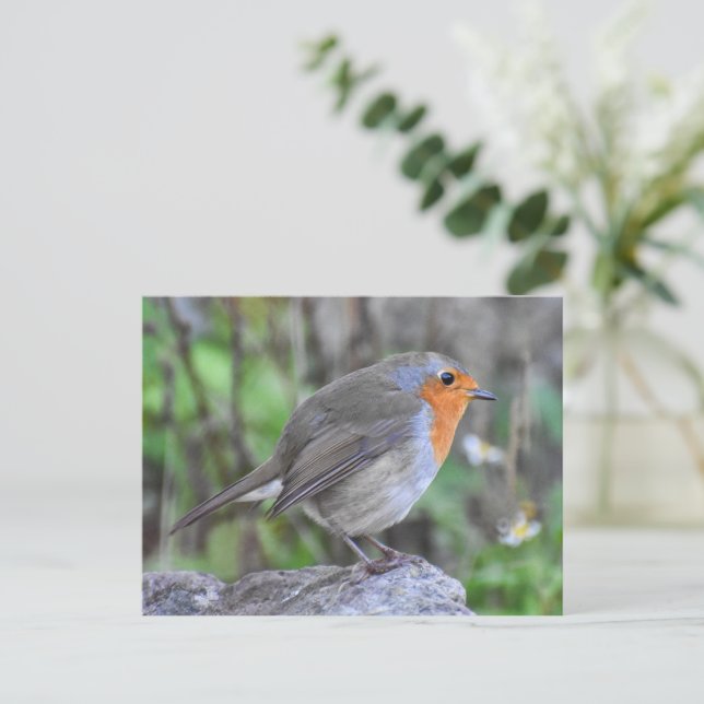 Robin Postkarte (Stehend Vorderseite)
