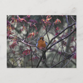 Robin  postkarte