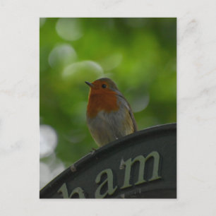 Robin Postkarte