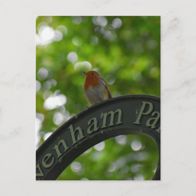 Robin Postkarte (Vorderseite)