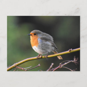Robin Postkarte