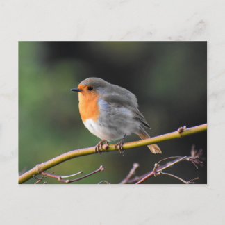 Robin Postkarte