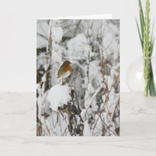 Robin Red Breast Feiertagskarte
