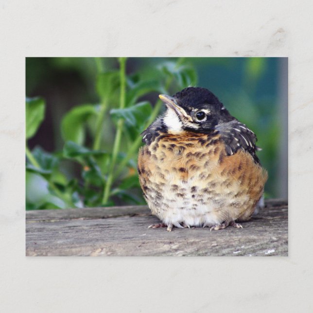 Robin Red Breast PostCard Postkarte (Vorderseite)