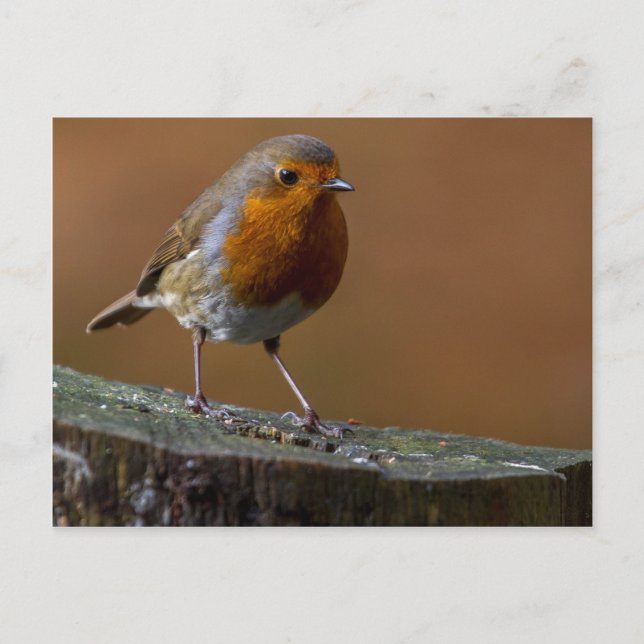 Robin RedBrust Postkarte (Vorderseite)