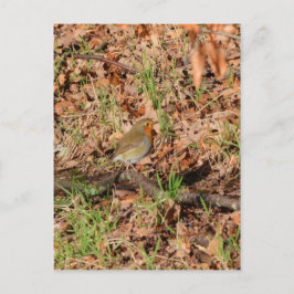 Robin RedBrust Postkarte