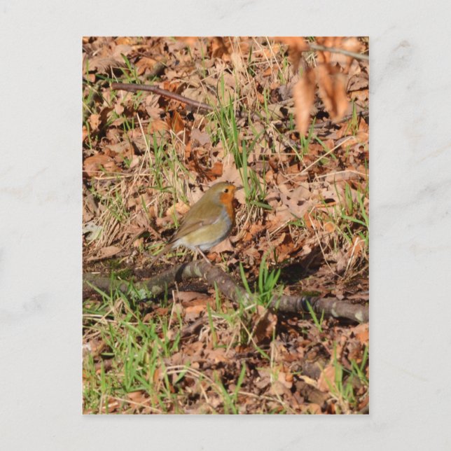 Robin RedBrust Postkarte (Vorderseite)