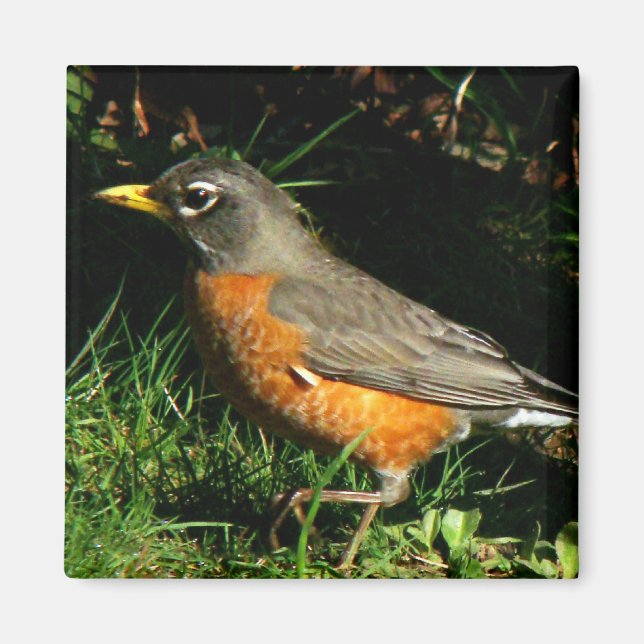 Robin Redust Bird Magnet (Vorne)