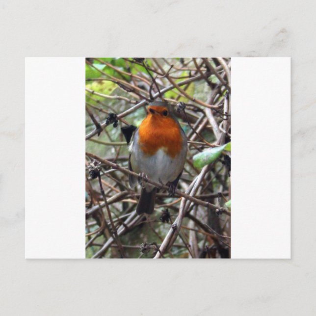 Robin Rotbrust Postkarte (Vorderseite)