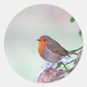 Robin Runder Aufkleber