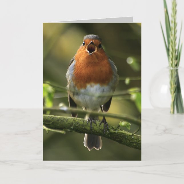 Robin Song Card Karte (Vorderseite)