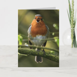 Robin Song Card Karte