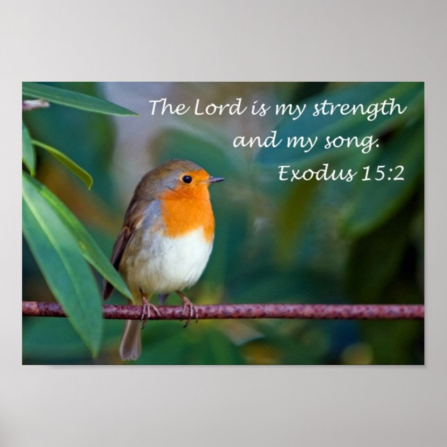 Robin Song Poster (Vorne)