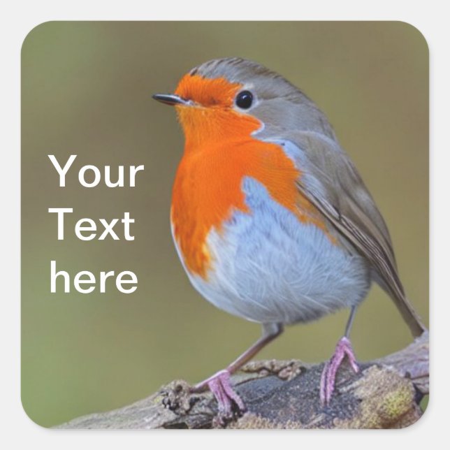 Robin Square Sticker (Vorderseite)