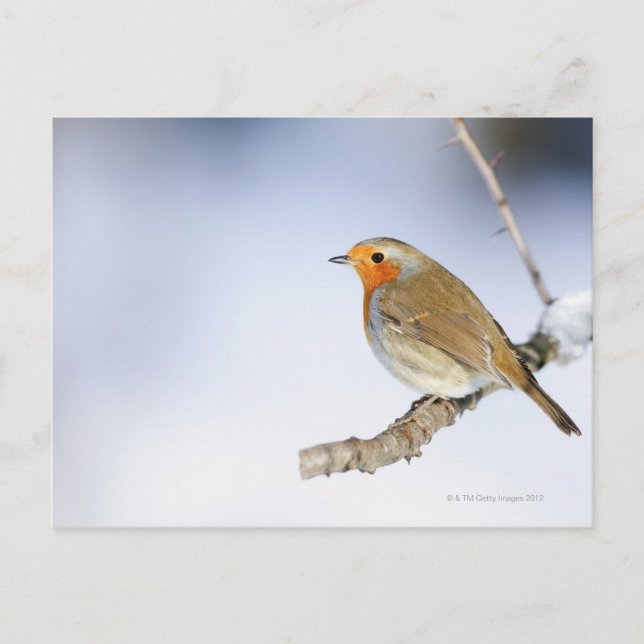Robin steht im Winter auf einem Ast Postkarte (Vorderseite)