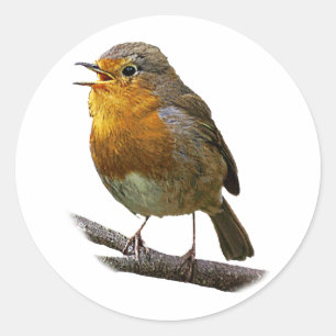 Robin Sticker