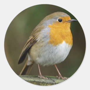 Robin Stickers