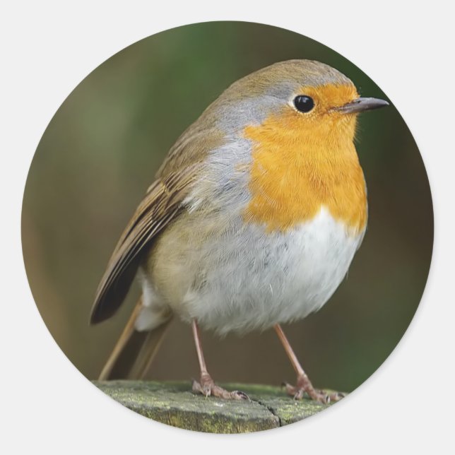 Robin Stickers (Vorderseite)