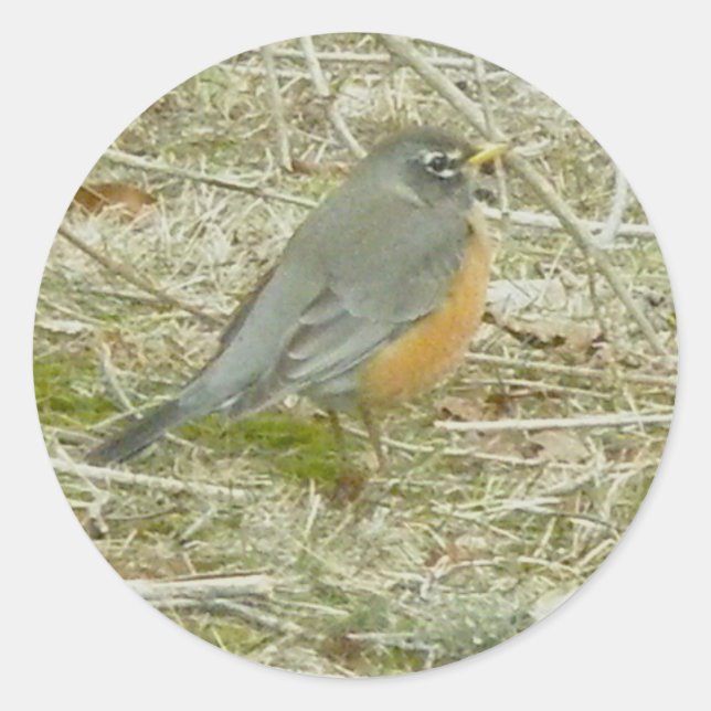 Robin Stickers (Vorderseite)