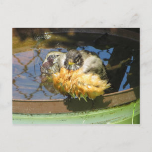 Robin Take Bath Postkarte