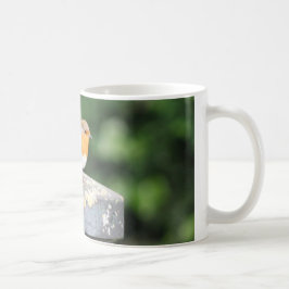 Robin Tasse