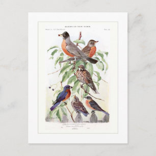 Robin und Bluebird Postkarte