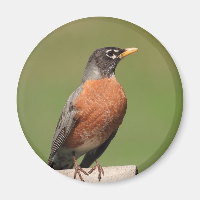 Robin-Vogel Magnet (Vorne)