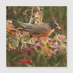 Robin-Vogel-Tiertier-Fotografie-Magnet-Karte Magnetkarte