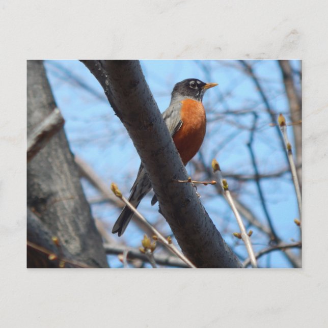 Robin vom Mystic River Postkarte (Vorderseite)