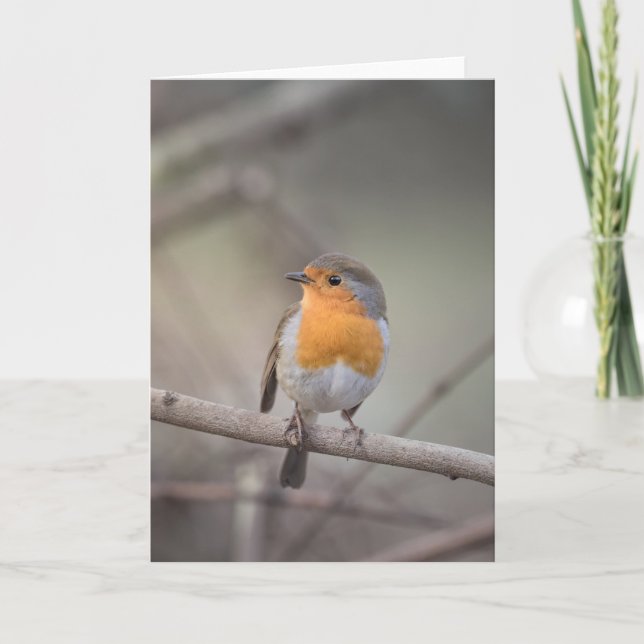 Robin Wildlife Foto Karte (Vorderseite)
