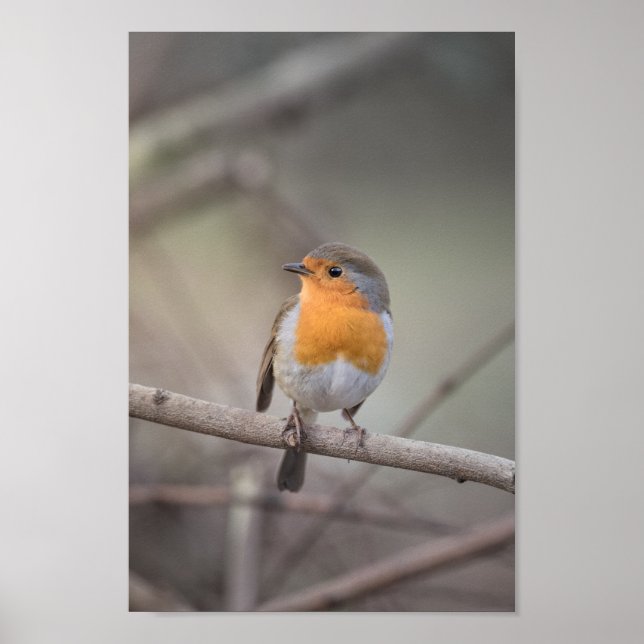 Robin Wildlife Foto Poster (Vorne)