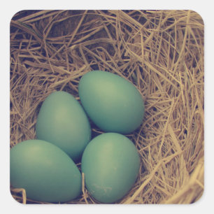 Robinnest und -eier quadratischer aufkleber