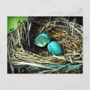 Robin's Egg Nest Spring Postkarte