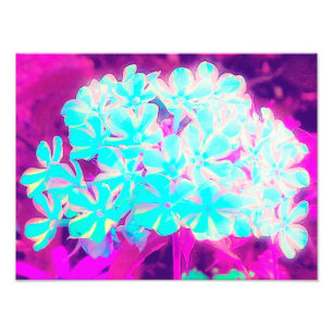 Robin's Ei Blue Peppermint Drehung Phlox Blume Fotodruck