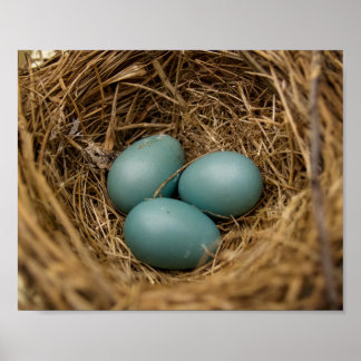 Robins-Eier Poster