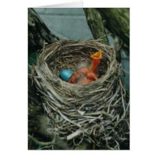 Robins Nest