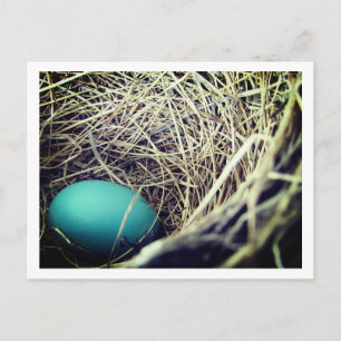 Robin's Nest Postkarte